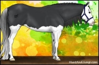 Horse Color:Black Splash