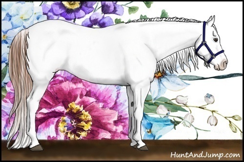 Horse Color:Chestnut Blanket 