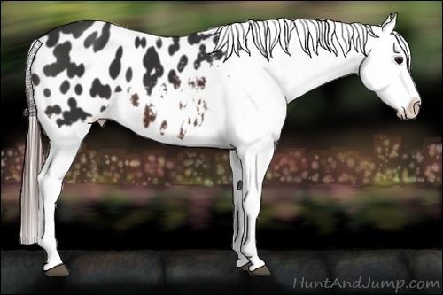 Horse Color:Brown Appaloosa 