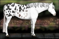 Horse Color:Brown Appaloosa