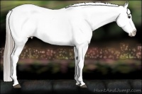 Horse Color:Chocolate Palomino Snowcap