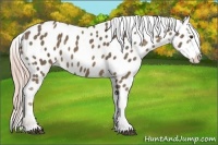 Horse Color:Chocolate Palomino Appaloosa 