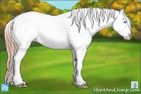 Horse Color:Buckskin Pearl Snowcap 