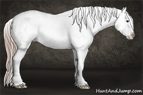 Horse Color:Liver Chestnut Appaloosa 