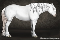 Horse Color:Liver Chestnut Appaloosa 