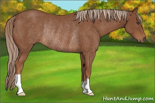 Horse Color:Chestnut Rabicano 