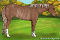 Horse Color:Chestnut Rabicano