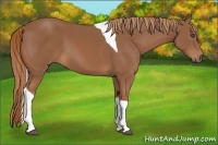 Horse Color:Chestnut Tobiano
