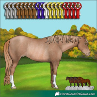 Horse Color:Liver Chestnut Pearl Rabicano 