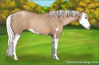 Horse Color:Silver Black Pearl Sabino Splash