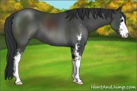 Horse Color:Black Sabino