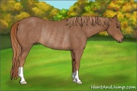 Horse Color:Chestnut Rabicano 