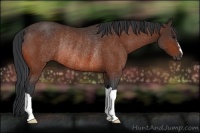 Horse Color:Bay Rabicano 