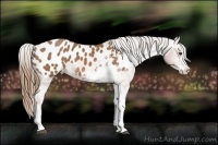 Horse Color:Chestnut Sabino Appaloosa 