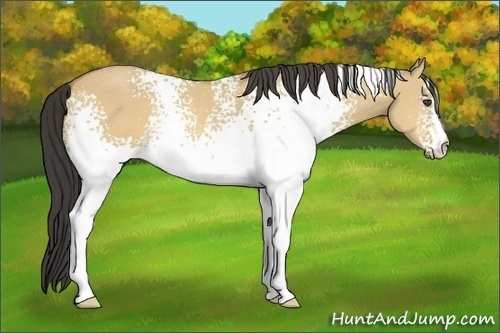 Horse Color:White Spotted Buckskin Dun