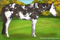 Horse Color:White Spotted Liver Chestnut Splash