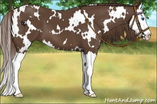 Horse Color:White Spotted Liver Chestnut Splash 