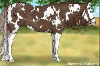 Horse Color:White Spotted Liver Chestnut Splash