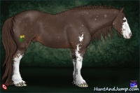 Horse Color:Liver Chestnut Sabino