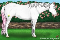 Horse Color:Watercolor White Spotted Brown Splash Appaloosa Rabicano 