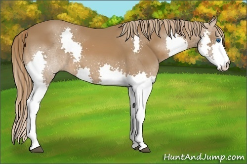Horse Color:Chestnut Splash 