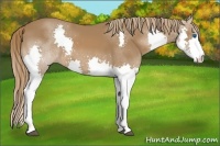 Horse Color:Chestnut Splash