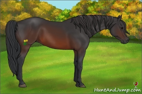 Horse Color:Brown 