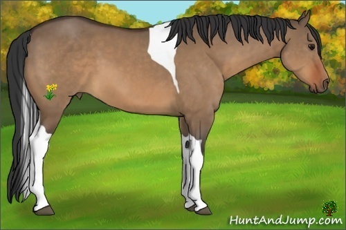 Horse Color:Bay Dun Tobiano