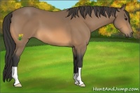 Horse Color:Buckskin 