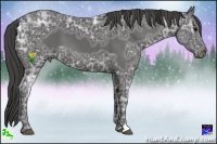 Horse Color:Smoky Black Ice Sabino