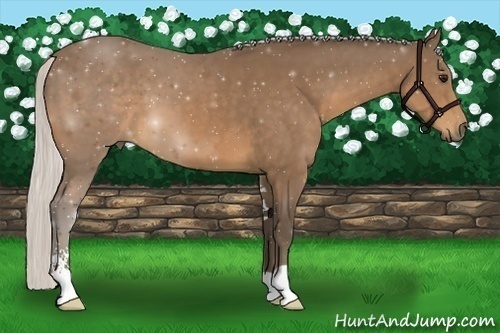 Horse Color:Silver Buckskin Sabino 