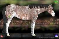 Horse Color:Bay Ice Sabino Rabicano 