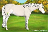 Horse Color:Silver Perlino Sabino