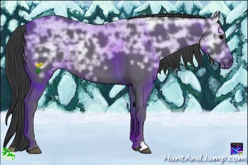 Horse Color:Black Ice Rabicano