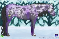 Horse Color:Black Ice Rabicano