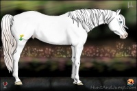 Horse Color:Chocolate Palomino Pearl Sabino Near Leopard