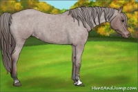 Horse Color:Bay Roan Sabino Appaloosa Rabicano 