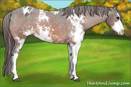 Horse Color:Bay Sabino Appaloosa 