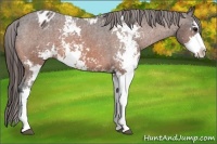 Horse Color:Bay Sabino Appaloosa 