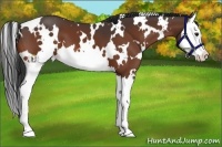 Horse Color:White Spotted Bay Splash
