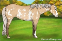 Horse Color:Silver Bay Roan Dun Splash Frame Rabicano