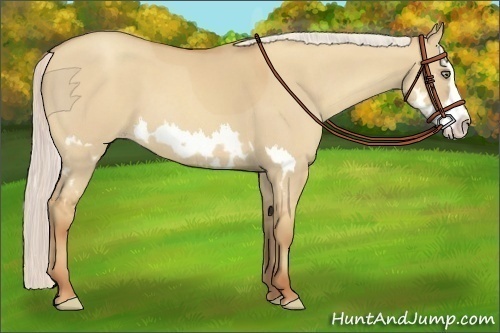 Horse Color:Silver Classic Champagne Roan Dun Splash Frame 