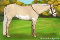 Horse Color:Silver Classic Champagne Roan Dun Splash Frame