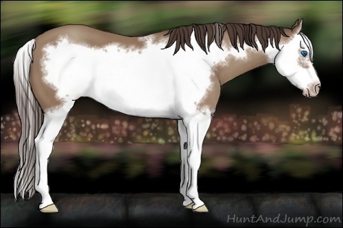 Horse Color:Classic Champagne Sabino Splash Frame 