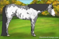 Horse Color:White Spotted Black Ice Splash Frame 