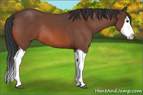 Horse Color:Bay Roan Splash Rabicano 