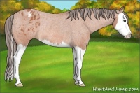 Horse Color:Bay Roan Splash Blanket Rabicano