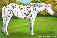 Horse Color:Silver Brown Sabino Appaloosa 