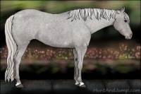 Horse Color:Silver Black Appaloosa 