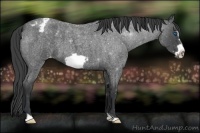 Horse Color:Blue Roan Frame Appaloosa